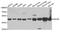 Hydroxyacyl-CoA Dehydrogenase Trifunctional Multienzyme Complex Subunit Beta antibody, A04776, Boster Biological Technology, Western Blot image 