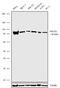 NOP2/Sun RNA Methyltransferase 2 antibody, 702036, Invitrogen Antibodies, Western Blot image 