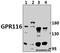 Adhesion G Protein-Coupled Receptor F5 antibody, A10539-1, Boster Biological Technology, Western Blot image 