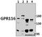 Probable G-protein coupled receptor 116 antibody, A10539-1, Boster Biological Technology, Western Blot image 