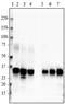 Apo E, 154-162 antibody, 852801, BioLegend, Western Blot image 