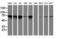 Transferrin Receptor 2 antibody, M02353, Boster Biological Technology, Western Blot image 