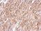 NADH:Ubiquinone Oxidoreductase Core Subunit S8 antibody, LS-C186345, Lifespan Biosciences, Immunohistochemistry frozen image 