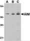 CD69 Molecule antibody, 3805, ProSci, Western Blot image 