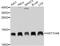 Histone Cluster 4 H4 antibody, A10905, ABclonal Technology, Western Blot image 