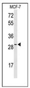 Hes Family BHLH Transcription Factor 6 antibody, AP52033PU-N, Origene, Western Blot image 