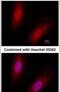 Inhibitor Of DNA Binding 3, HLH Protein antibody, MA1-23242, Invitrogen Antibodies, Immunofluorescence image 