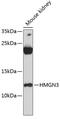 High Mobility Group Nucleosomal Binding Domain 3 antibody, 14-560, ProSci, Western Blot image 