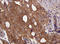 VHL Binding Protein 1 antibody, LS-C337779, Lifespan Biosciences, Immunohistochemistry frozen image 