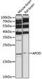 Apolipoprotein D antibody, A02196, Boster Biological Technology, Western Blot image 