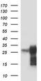 Proopiomelanocortin antibody, LS-C338137, Lifespan Biosciences, Western Blot image 