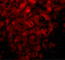 Lysine Demethylase 3B antibody, 5369, ProSci Inc, Immunofluorescence image 