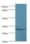 Matrix AAA Peptidase Interacting Protein 1 antibody, LS-C371926, Lifespan Biosciences, Western Blot image 