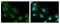 Stratifin antibody, GTX100289, GeneTex, Immunofluorescence image 