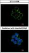 Mitogen-Activated Protein Kinase Kinase 1 antibody, GTX111338, GeneTex, Immunofluorescence image 