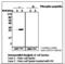 Heat Shock Protein Family B (Small) Member 1 antibody, LS-C62147, Lifespan Biosciences, Western Blot image 