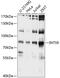 Integrator Complex Subunit 9 antibody, 13-677, ProSci, Western Blot image 