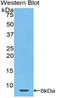 Thymosin Beta 4 X-Linked antibody, LS-C303711, Lifespan Biosciences, Western Blot image 