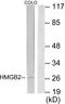 High Mobility Group Box 2 antibody, LS-C118840, Lifespan Biosciences, Western Blot image 