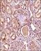 Huntingtin Interacting Protein 1 Related antibody, NB300-206, Novus Biologicals, Immunohistochemistry paraffin image 