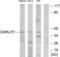 Chemerin Chemokine-Like Receptor 1 antibody, abx013946, Abbexa, Western Blot image 