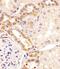 Protein Kinase C Beta antibody, 62-591, ProSci, Immunohistochemistry frozen image 