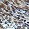 Stromal Antigen 2 antibody, FNab08282, FineTest, Immunohistochemistry frozen image 