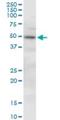 Pleckstrin Homology Domain Containing O1 antibody, H00051177-B01P, Novus Biologicals, Western Blot image 