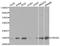 Tyrosine 3-Monooxygenase/Tryptophan 5-Monooxygenase Activation Protein Epsilon antibody, LS-B13853, Lifespan Biosciences, Western Blot image 