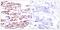 JunB Proto-Oncogene, AP-1 Transcription Factor Subunit antibody, GTX50105, GeneTex, Immunohistochemistry paraffin image 
