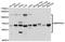 Serpin Family G Member 1 antibody, MBS126561, MyBioSource, Western Blot image 