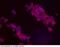 Cadherin 1 antibody, 10204-MM08-P, Sino Biological, Immunofluorescence image 