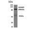 ADAM Metallopeptidase Domain 9 antibody, NBP2-12021, Novus Biologicals, Western Blot image 