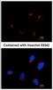 Thyroid Hormone Receptor Interactor 11 antibody, NBP1-41204, Novus Biologicals, Immunofluorescence image 