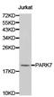 Parkinsonism Associated Deglycase antibody, TA326883, Origene, Western Blot image 