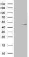 TIMELESS-interacting protein antibody, LS-C338619, Lifespan Biosciences, Western Blot image 