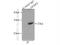 Heme Binding Protein 2 antibody, 12706-1-AP, Proteintech Group, Immunoprecipitation image 