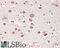 Biglycan antibody, 45-329, ProSci, Western Blot image 