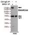 SWI/SNF Related, Matrix Associated, Actin Dependent Regulator Of Chromatin, Subfamily A, Member 4 antibody, GTX66842, GeneTex, Immunoprecipitation image 