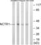 Natural Cytotoxicity Triggering Receptor 1 antibody, LS-C120135, Lifespan Biosciences, Western Blot image 