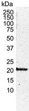HRas Proto-Oncogene, GTPase antibody, MCA2884, Bio-Rad (formerly AbD Serotec) , Western Blot image 