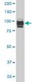 Interferon Gamma Inducible Protein 16 antibody, H00003428-M05, Novus Biologicals, Western Blot image 