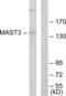 Microtubule Associated Serine/Threonine Kinase 3 antibody, LS-B9888, Lifespan Biosciences, Western Blot image 