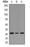 Speckle Type BTB/POZ Protein antibody, orb382687, Biorbyt, Western Blot image 