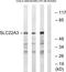 Solute Carrier Family 22 Member 3 antibody, PA5-39322, Invitrogen Antibodies, Western Blot image 