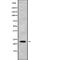 Cysteine Dioxygenase Type 1 antibody, abx149173, Abbexa, Western Blot image 