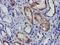 Eukaryotic Translation Initiation Factor 4E antibody, LS-C173027, Lifespan Biosciences, Immunohistochemistry paraffin image 