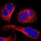 Inter-Alpha-Trypsin Inhibitor Heavy Chain 4 antibody, NBP1-81777, Novus Biologicals, Immunofluorescence image 