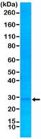 p27 antibody, NBP2-61571, Novus Biologicals, Western Blot image 