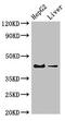 G Protein-Coupled Estrogen Receptor 1 antibody, CSB-PA859933LA01HU, Cusabio, Western Blot image 